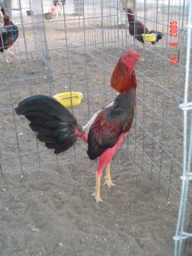 El Mechon