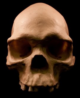 el maniaco