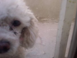 pichozan