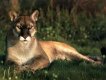 Elpuma