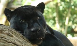 Gatita